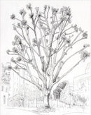 How to Draw a Tree : From the fruit to the forest by Alex Boon (HB)