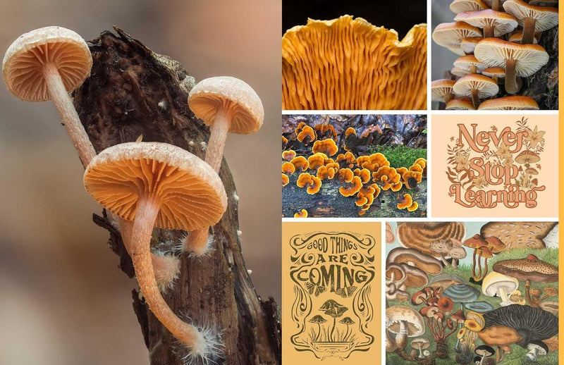Cut and Collage Mushroom and Fungi (PB)