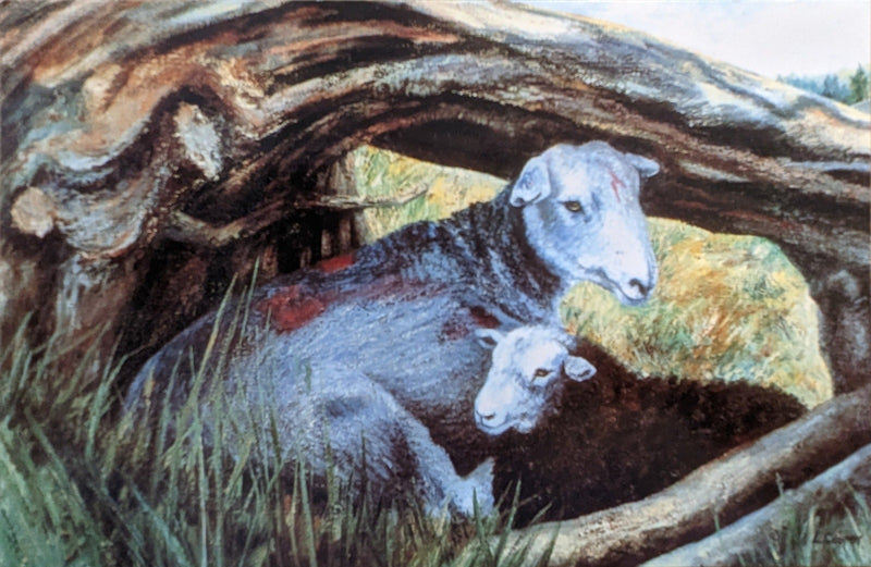 Shorn Herdwick and Lamb on Loughrigg by Linda Cooper (née Ryle) (b. 1947)